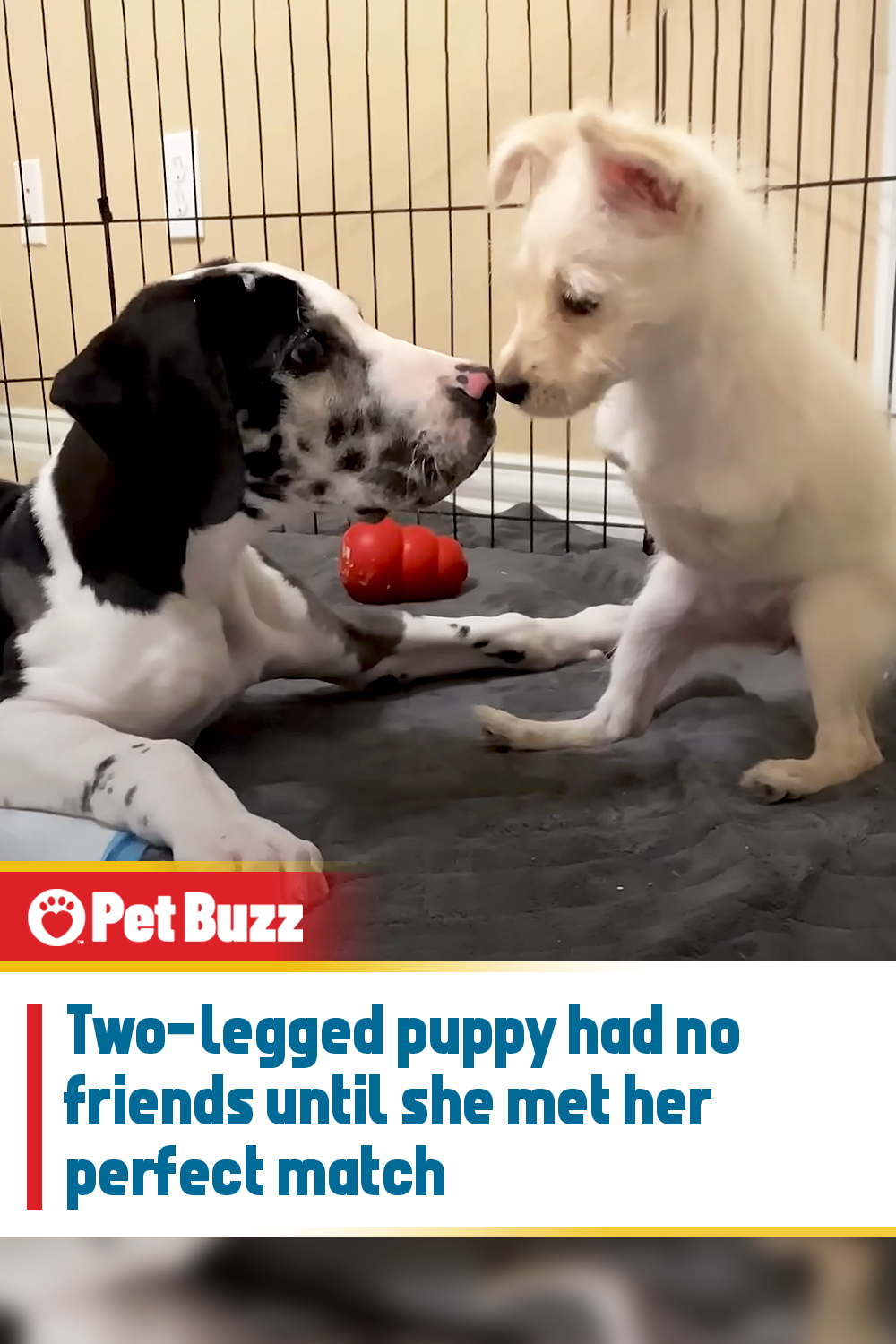 Two-legged puppy had no friends until she met her perfect match