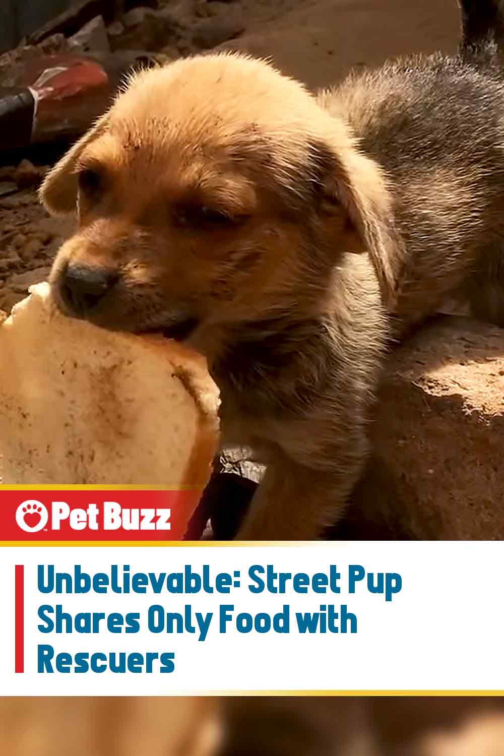 Unbelievable: Street Pup Shares Only Food with Rescuers