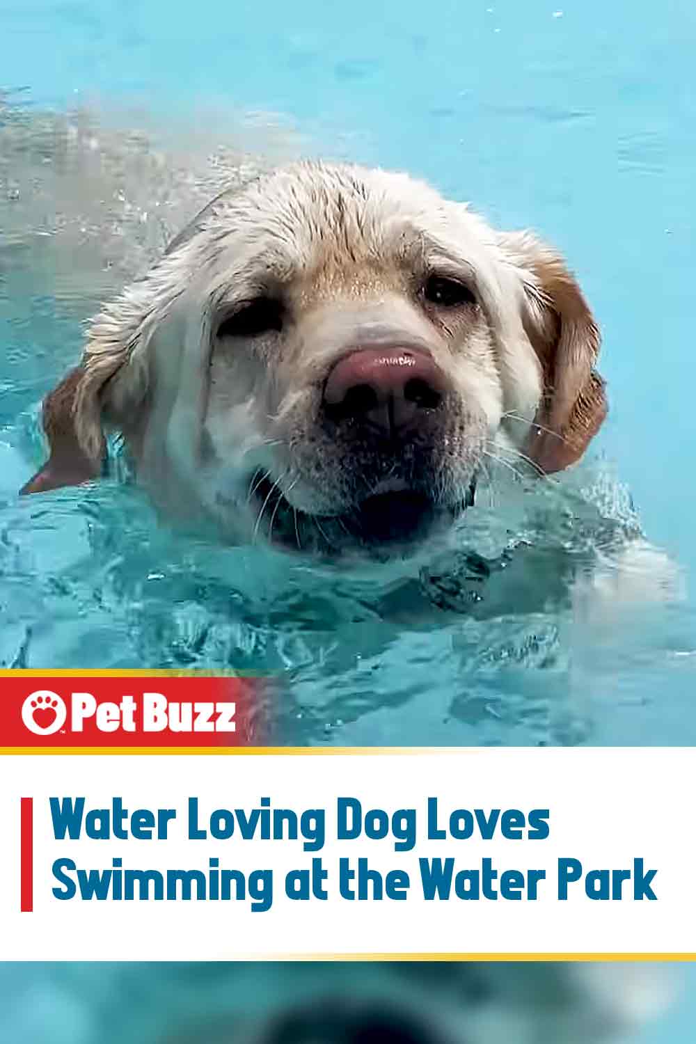 Water Loving Dog Loves Swimming at the Water Park