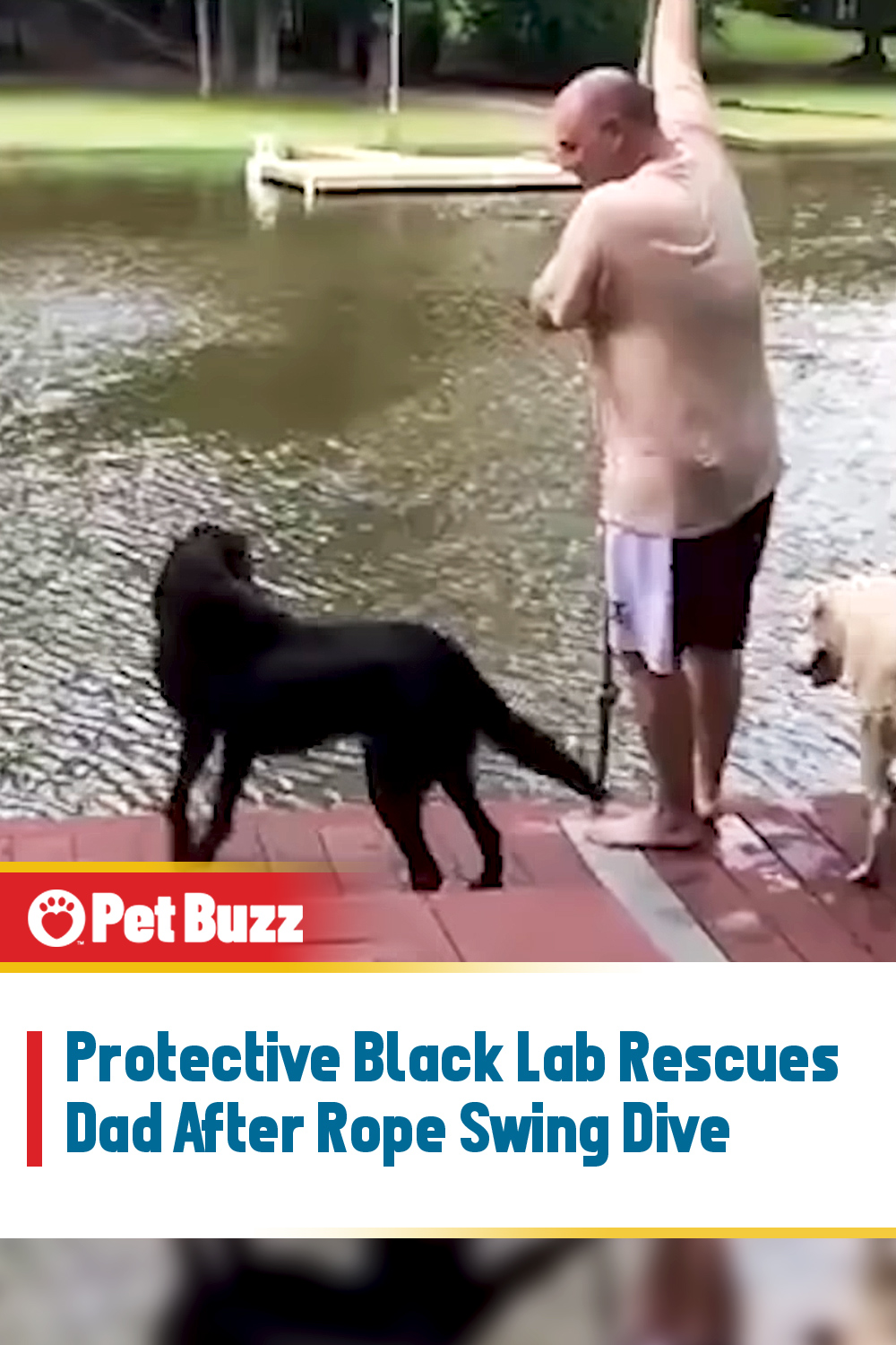 Protective Black Lab Rescues Dad After Rope Swing Dive