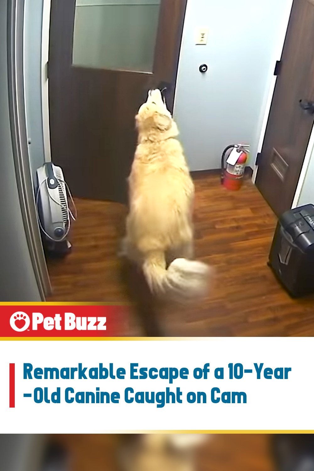 Remarkable Escape of a 10-Year-Old Canine Caught on Cam