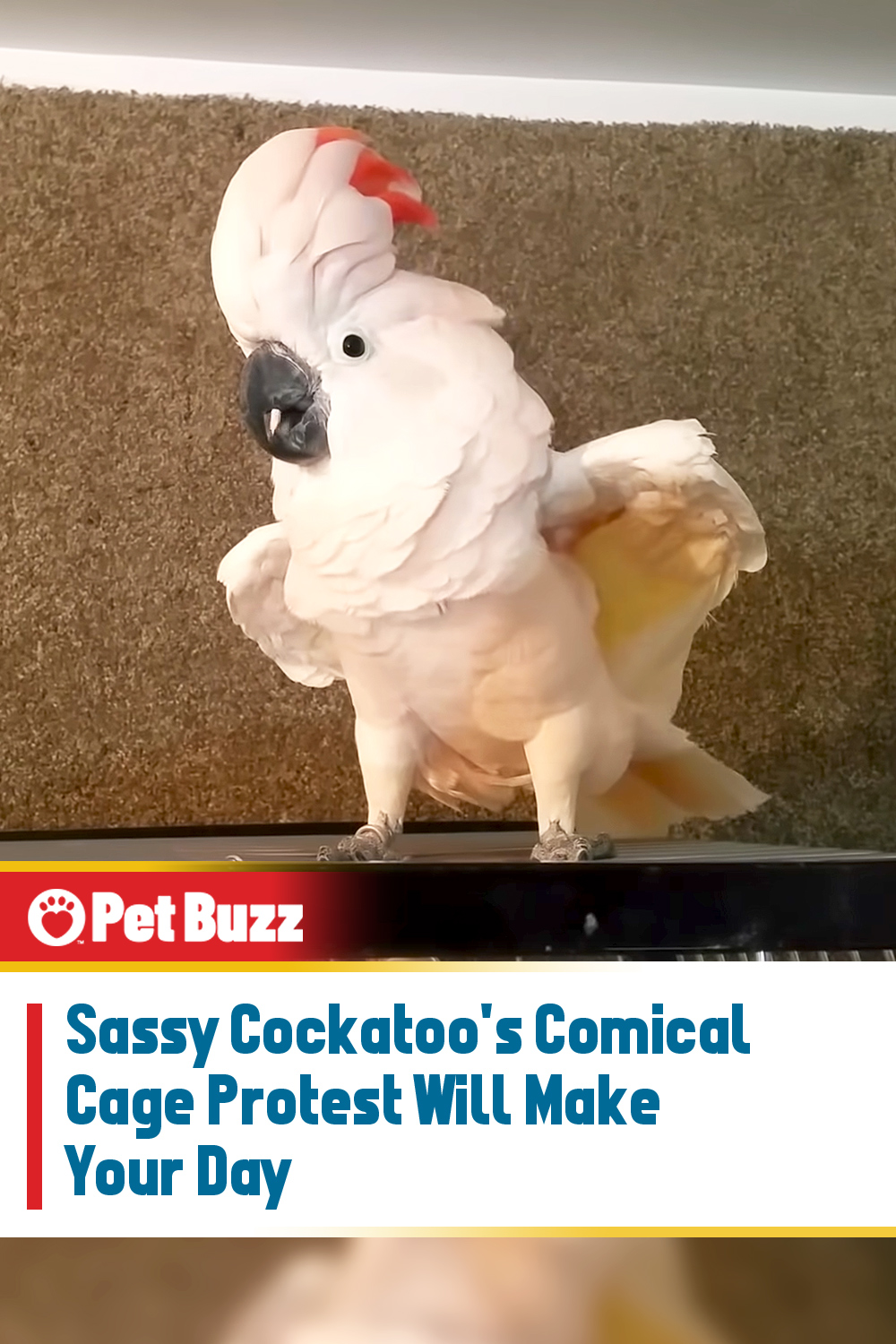 Sassy Cockatoo\'s Comical Cage Protest Will Make Your Day