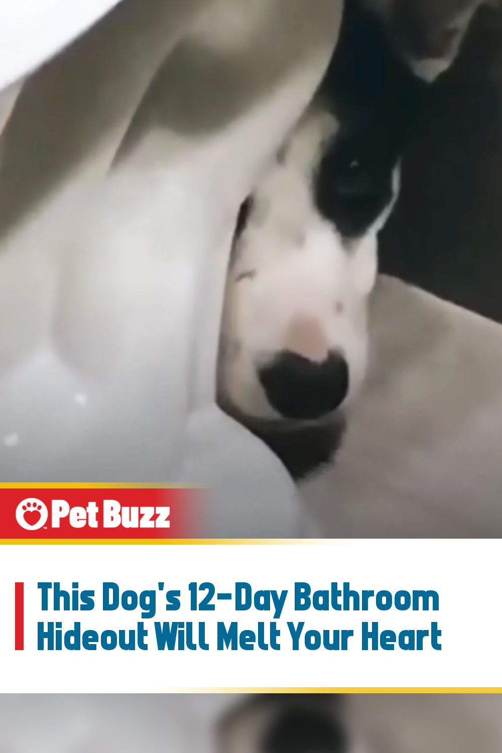 This Dog\'s 12-Day Bathroom Hideout Will Melt Your Heart