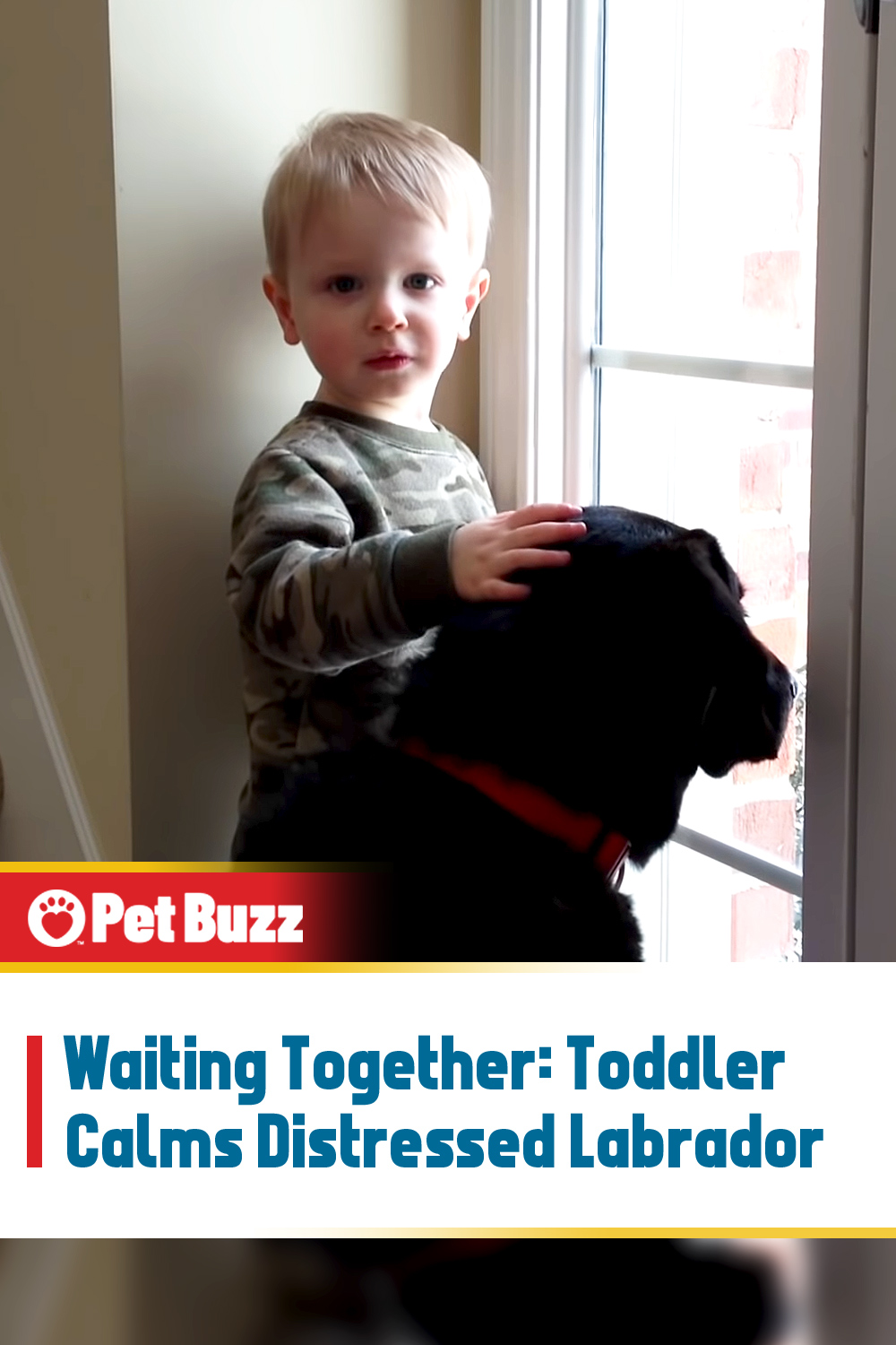 Waiting Together: Toddler Calms Distressed Labrador