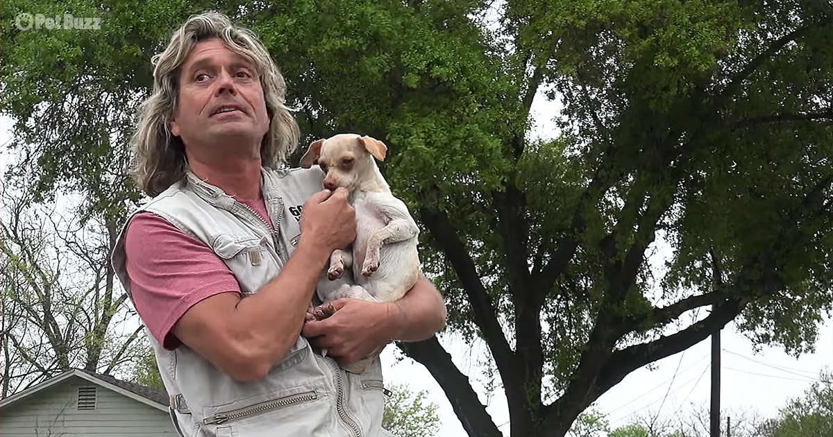 Compassionate Rescuer Saves Stray Dog Crawling into His Arms – Pet Buzz