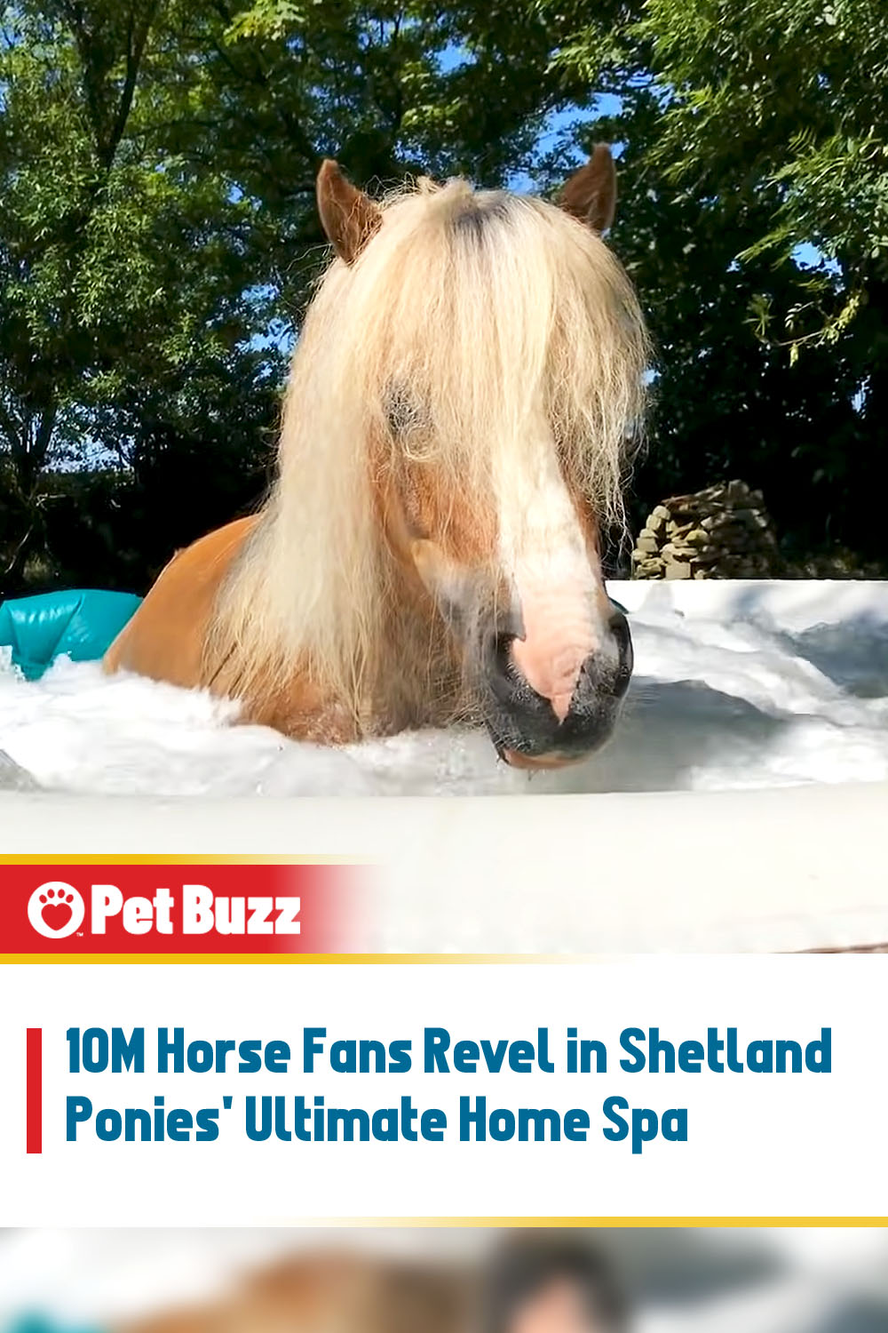 10M Horse Fans Revel in Shetland Ponies\' Ultimate Home Spa