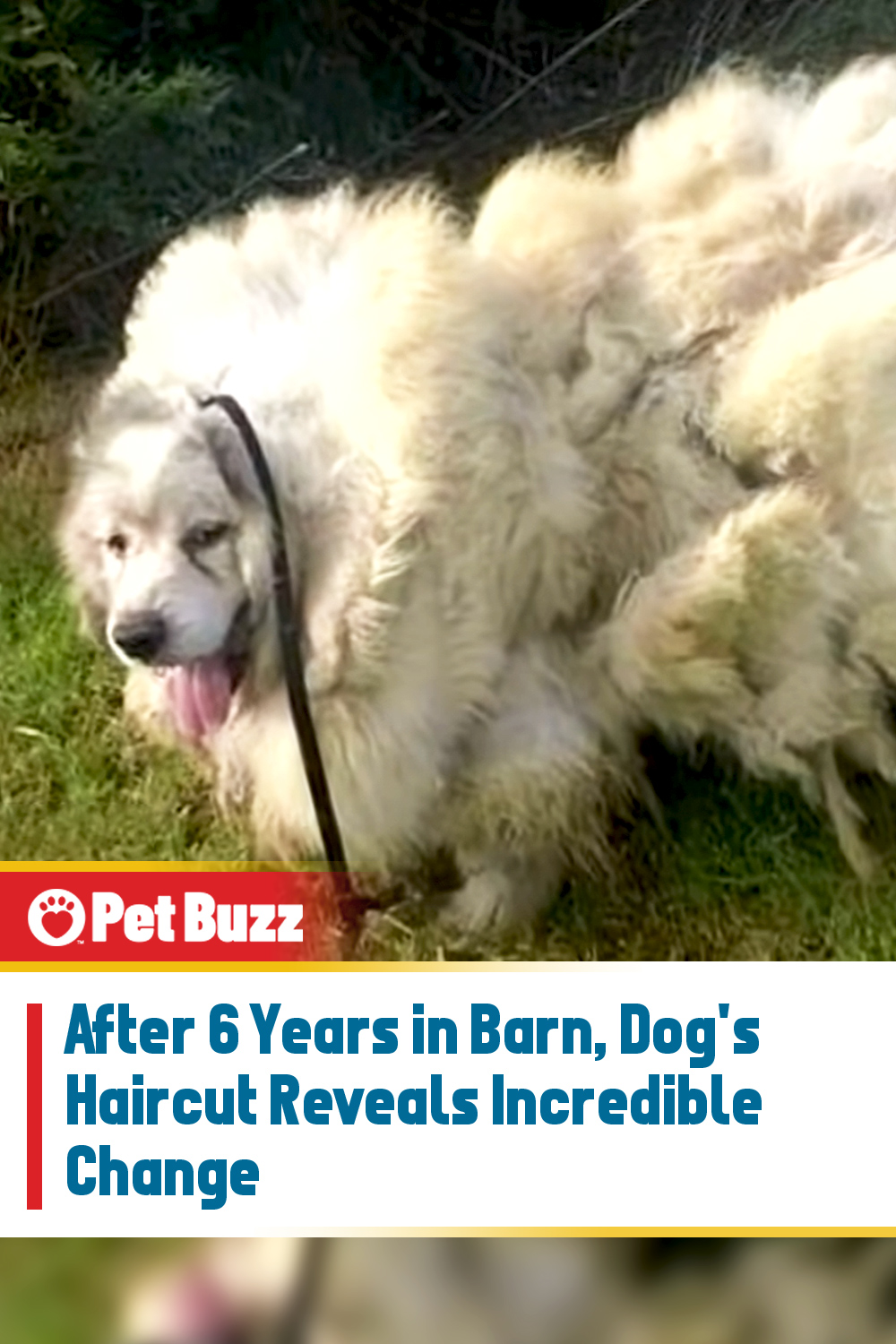 After 6 Years in Barn, Dog\'s Haircut Reveals Incredible Change