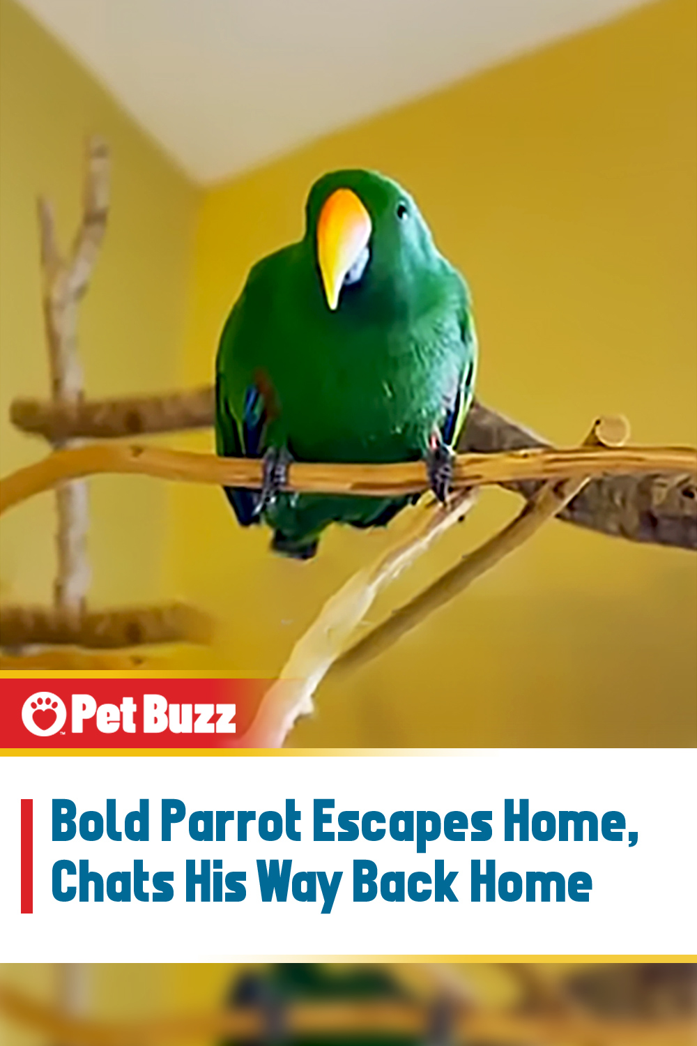 Bold Parrot Escapes Home, Chats His Way Back Home