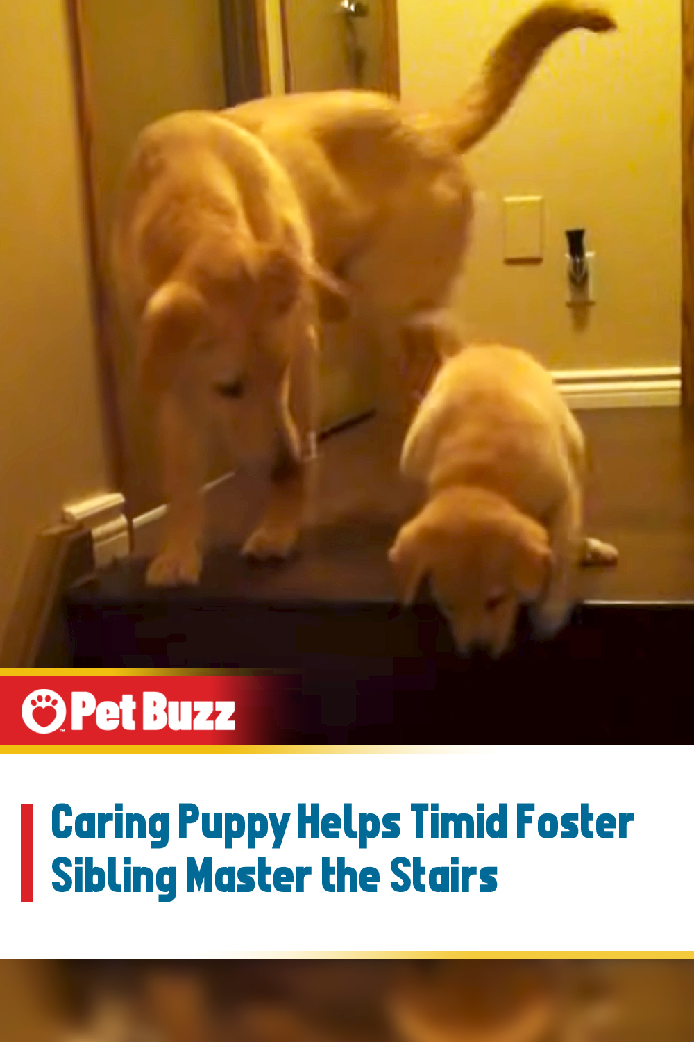 Caring Puppy Helps Timid Foster Sibling Master the Stairs