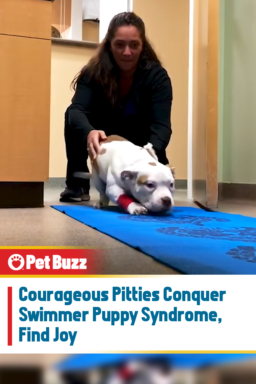 Courageous Pitties Conquer Swimmer Puppy Syndrome, Find Joy