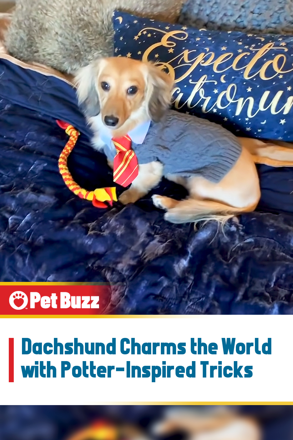 Dachshund Charms the World with Potter-Inspired Tricks