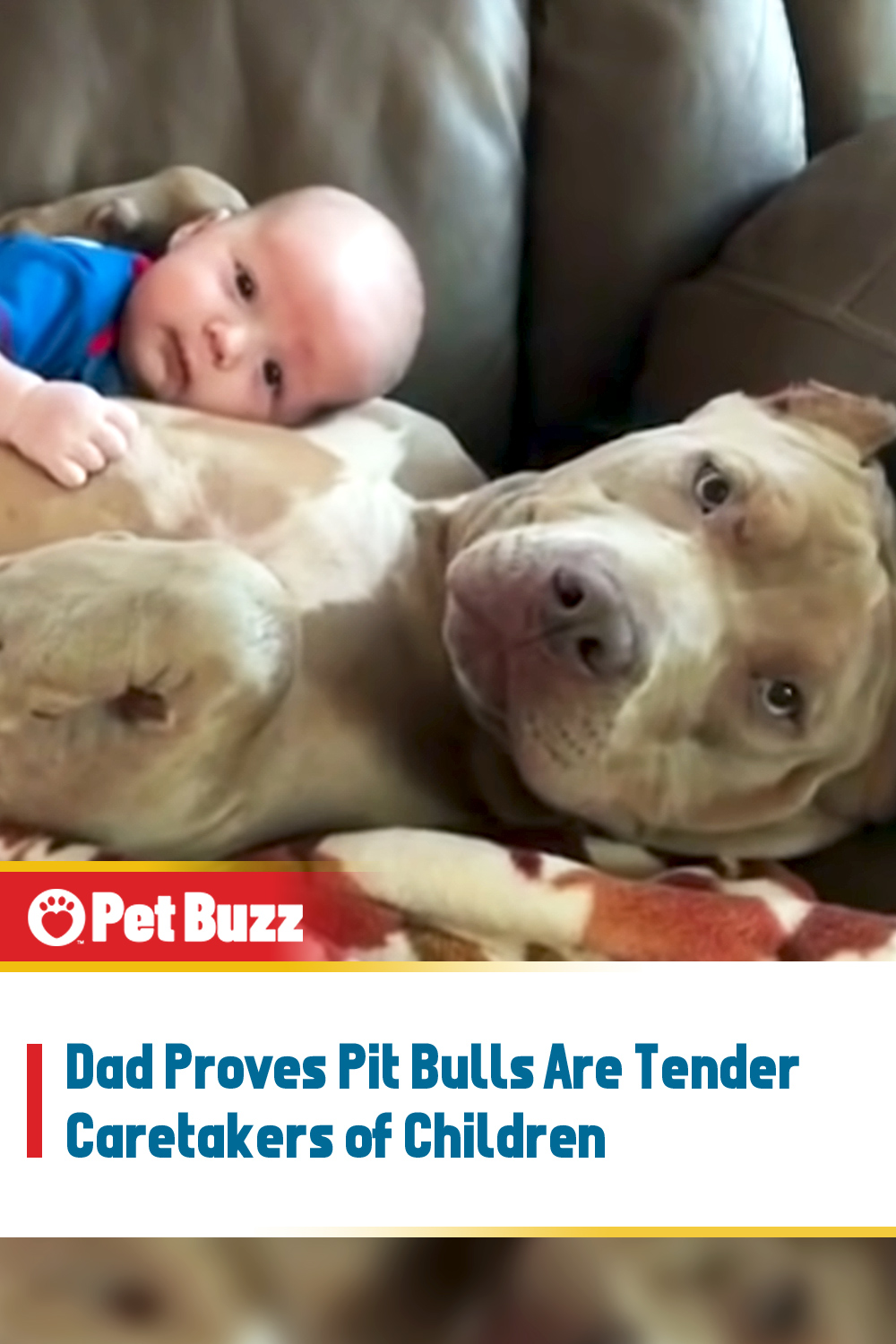 Dad Proves Pit Bulls Are Tender Caretakers of Children