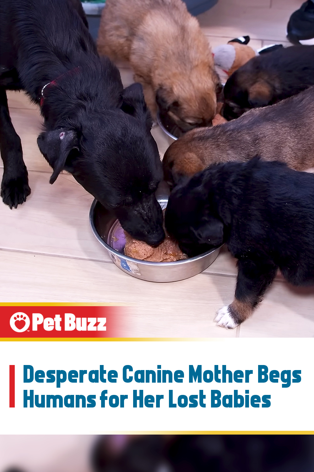 Desperate Canine Mother Begs Humans for Her Lost Babies