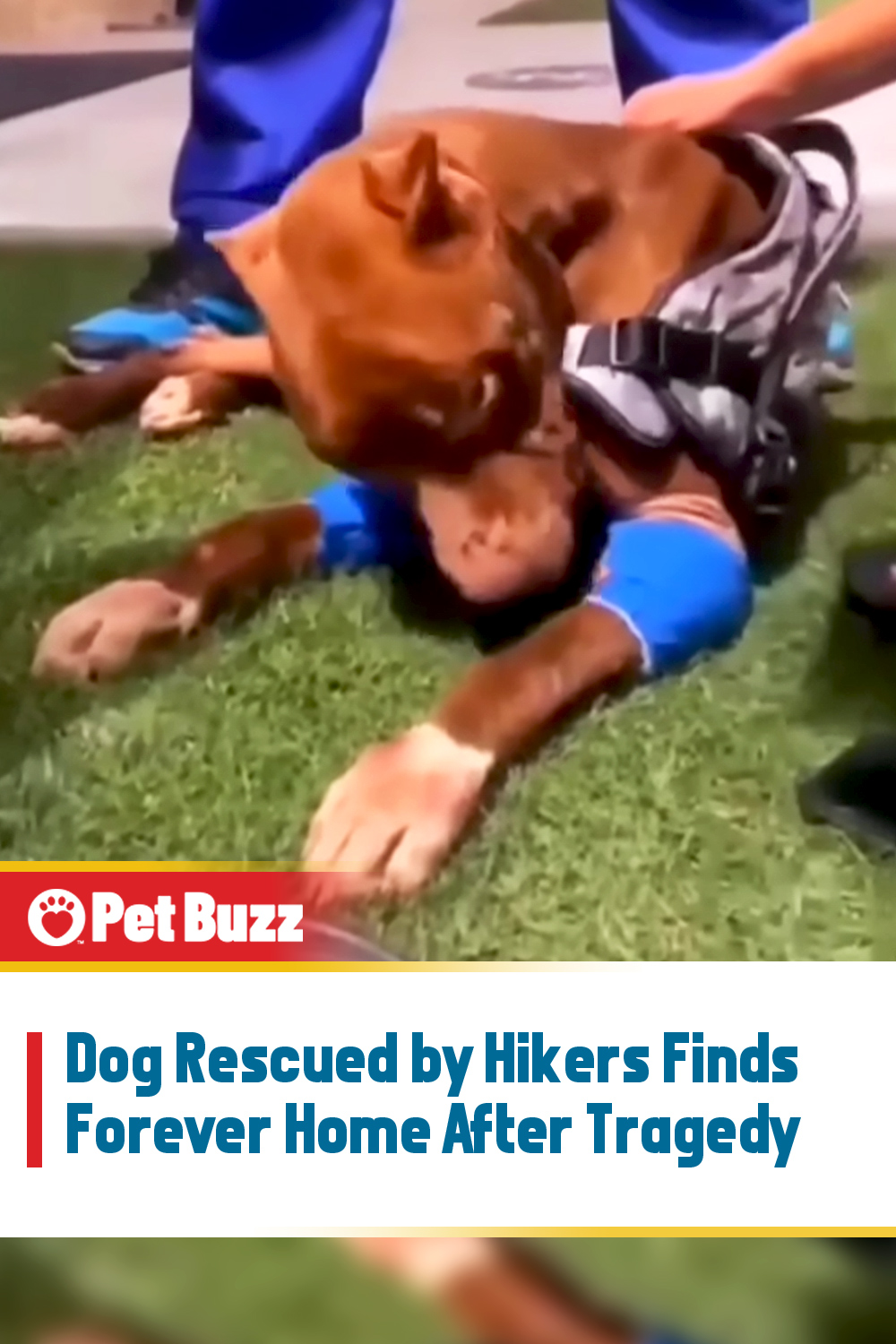 Dog Rescued by Hikers Finds Forever Home After Tragedy