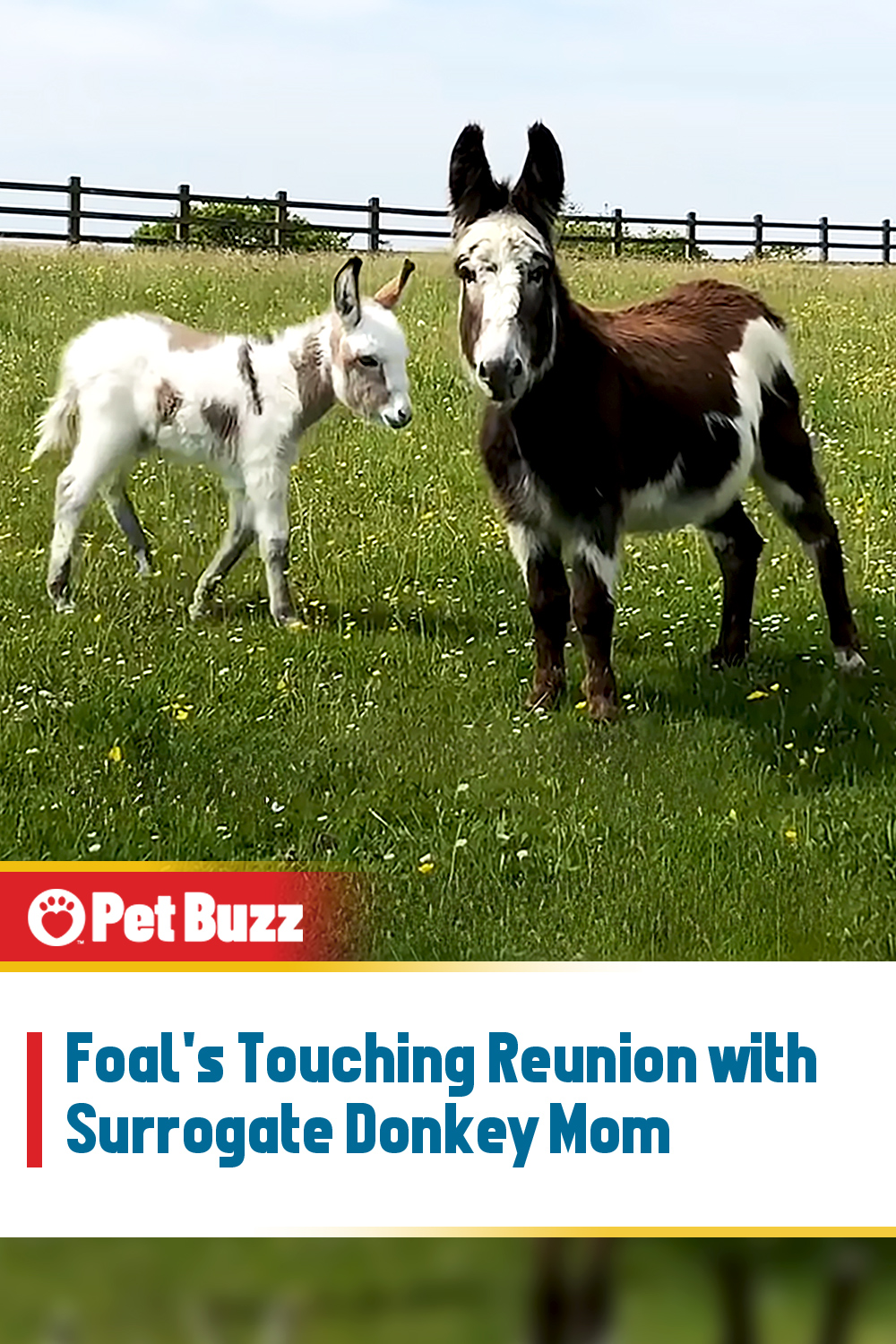 Foal\'s Touching Reunion with Surrogate Donkey Mom