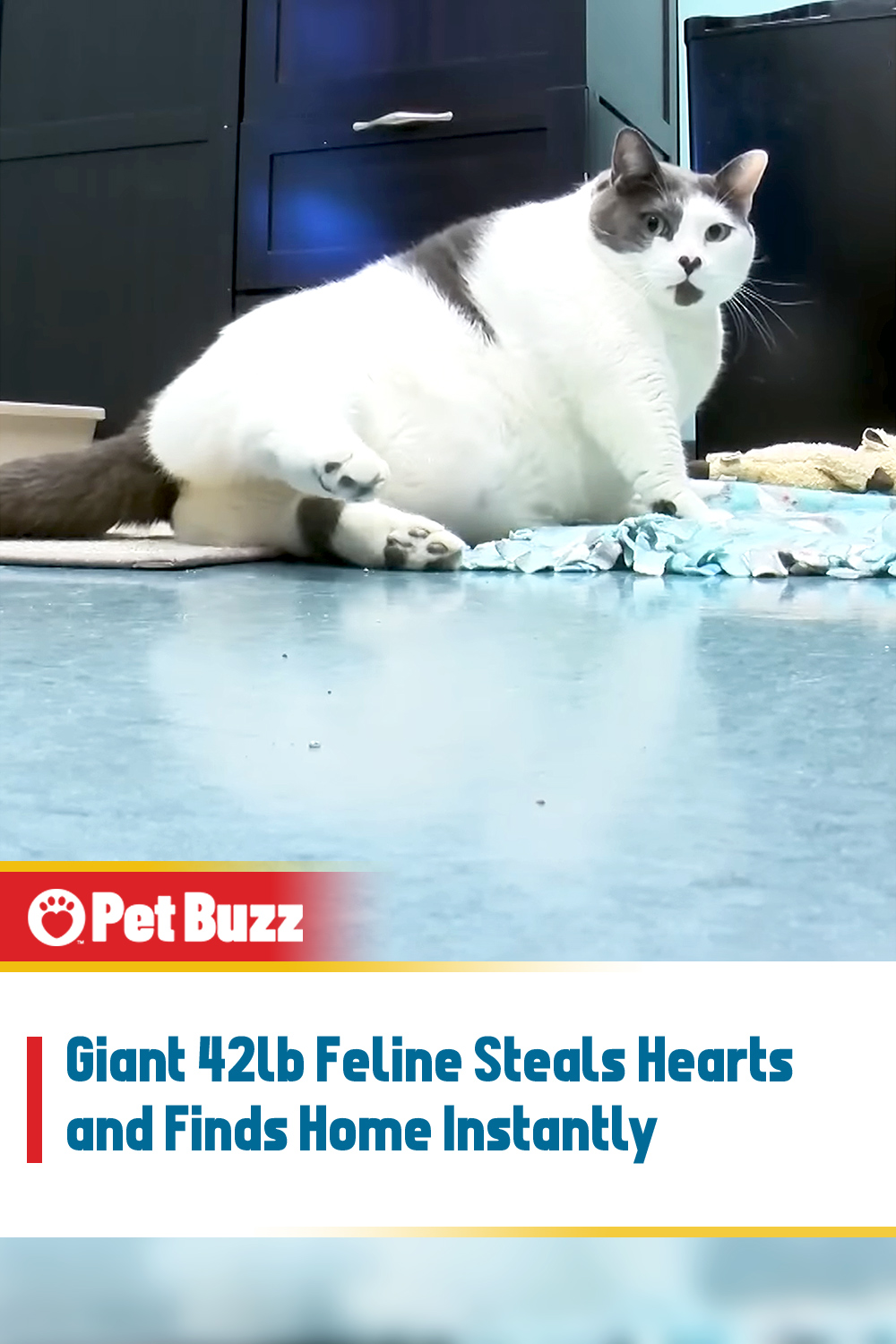 Giant 42lb Feline Steals Hearts and Finds Home Instantly