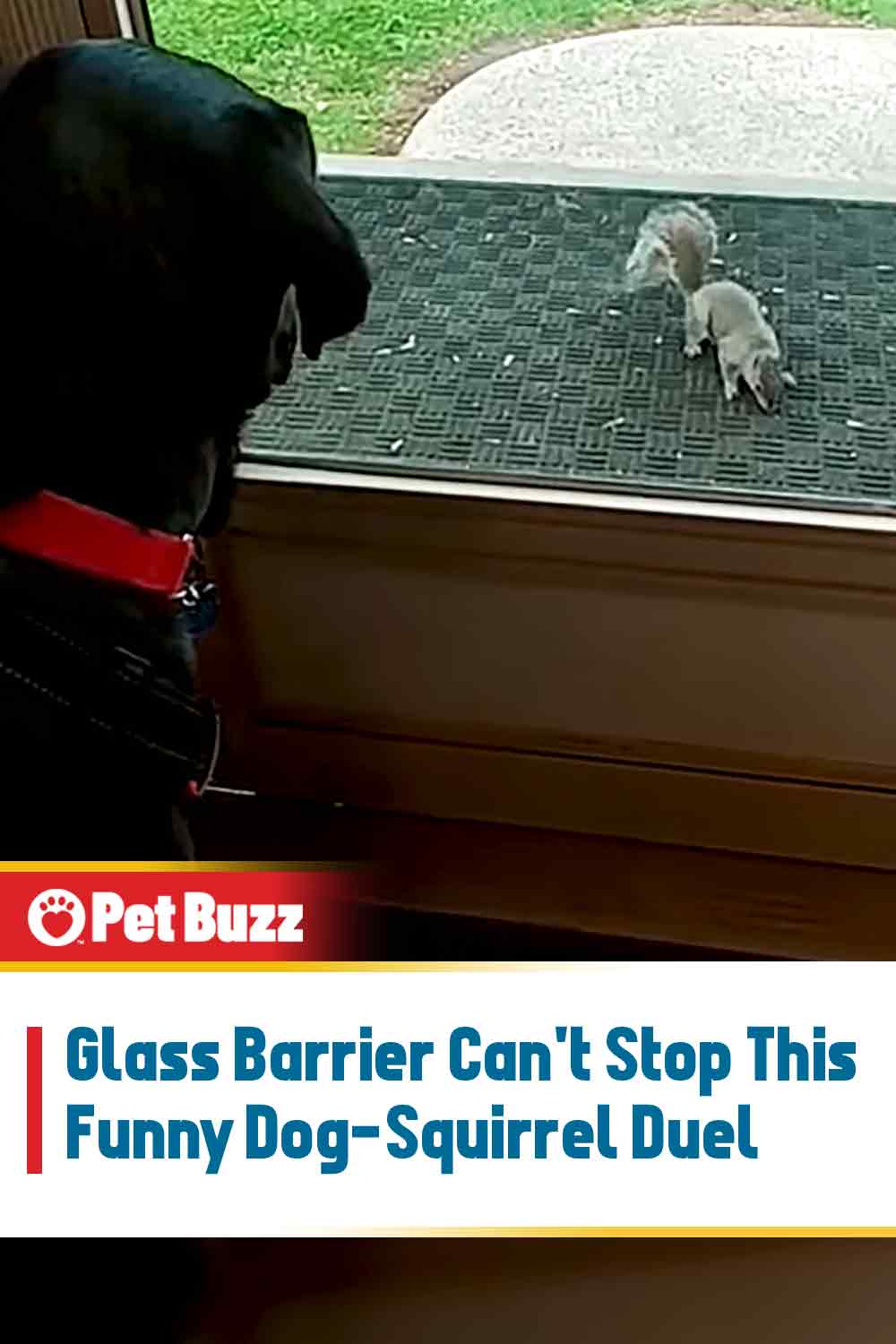 Glass Barrier Can\'t Stop This Funny Dog-Squirrel Duel
