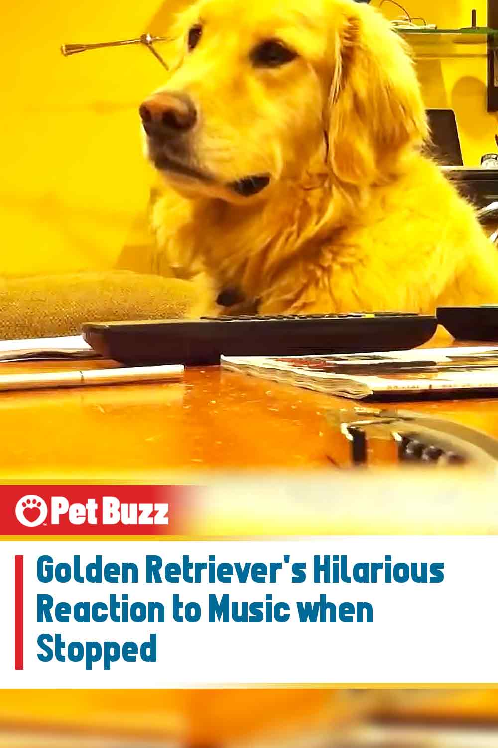 Golden Retriever\'s Hilarious Reaction to Music when Stopped