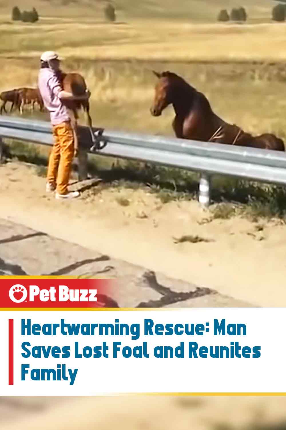 Heartwarming Rescue: Man Saves Lost Foal and Reunites Family