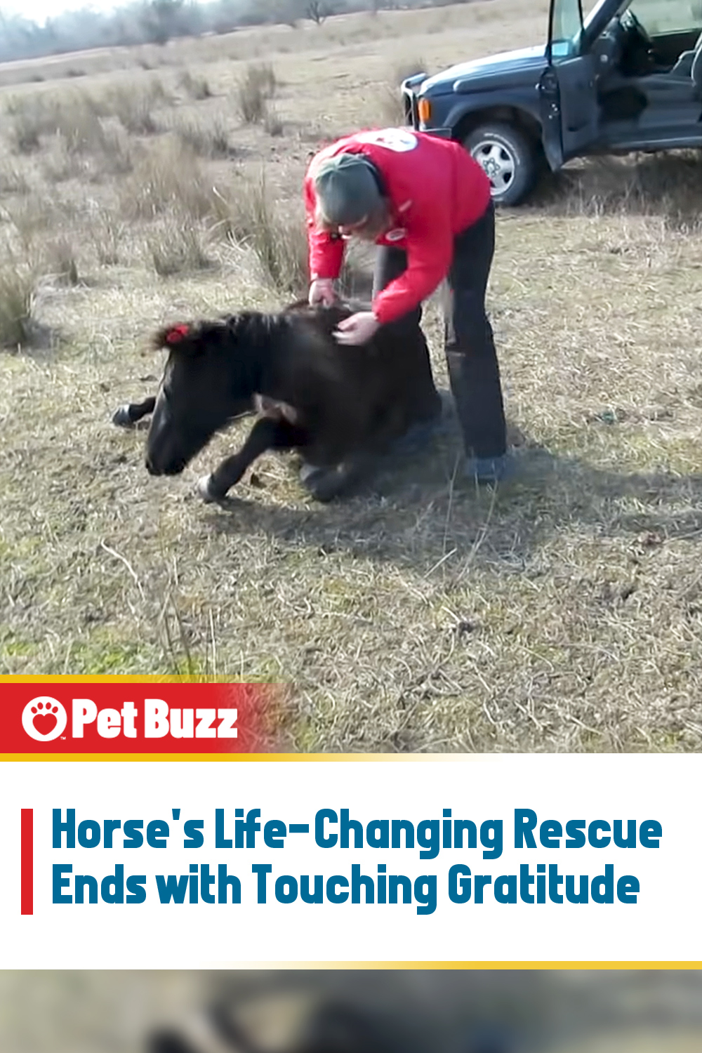 Horse\'s Life-Changing Rescue Ends with Touching Gratitude