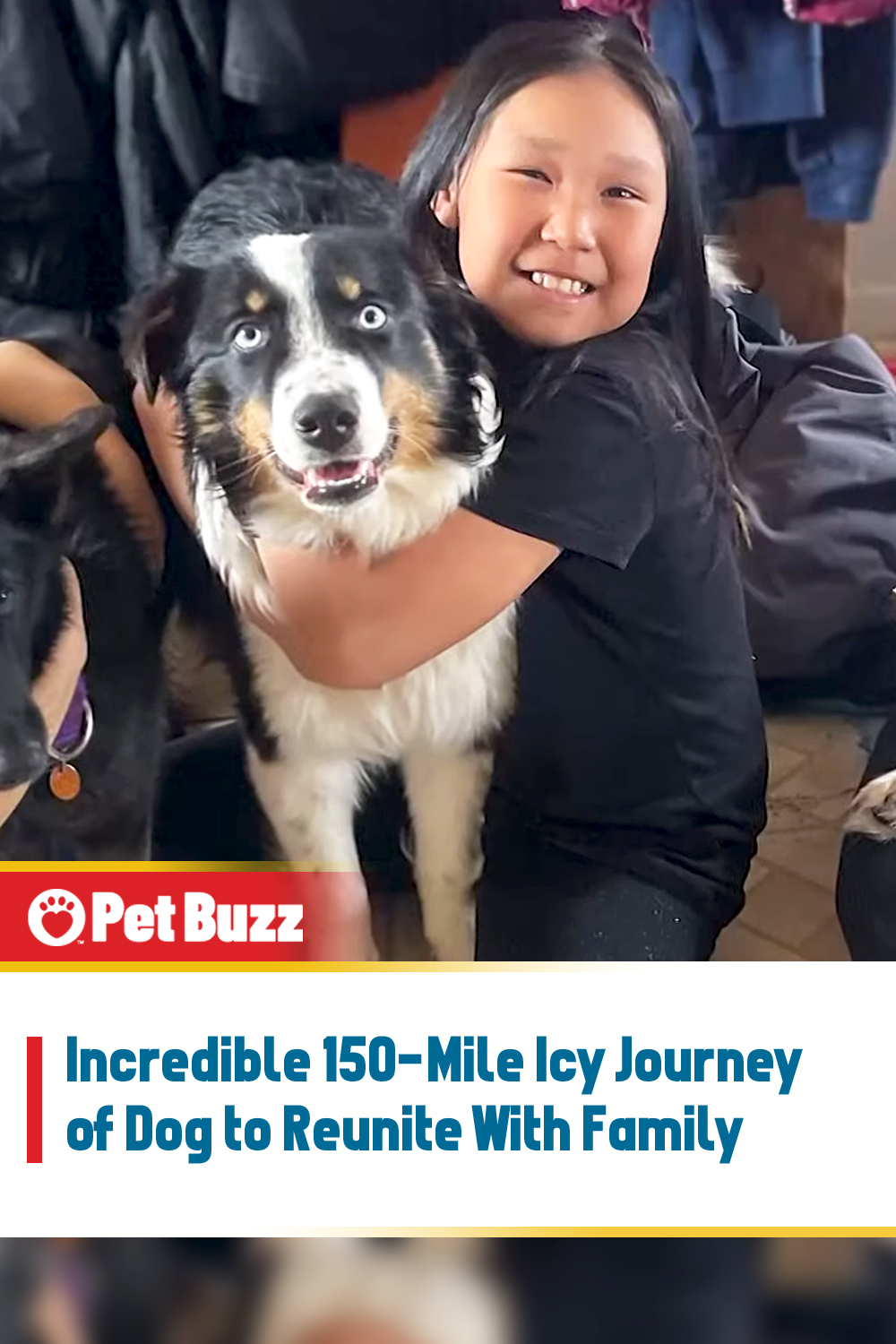 Incredible 150-Mile Icy Journey of Dog to Reunite With Family