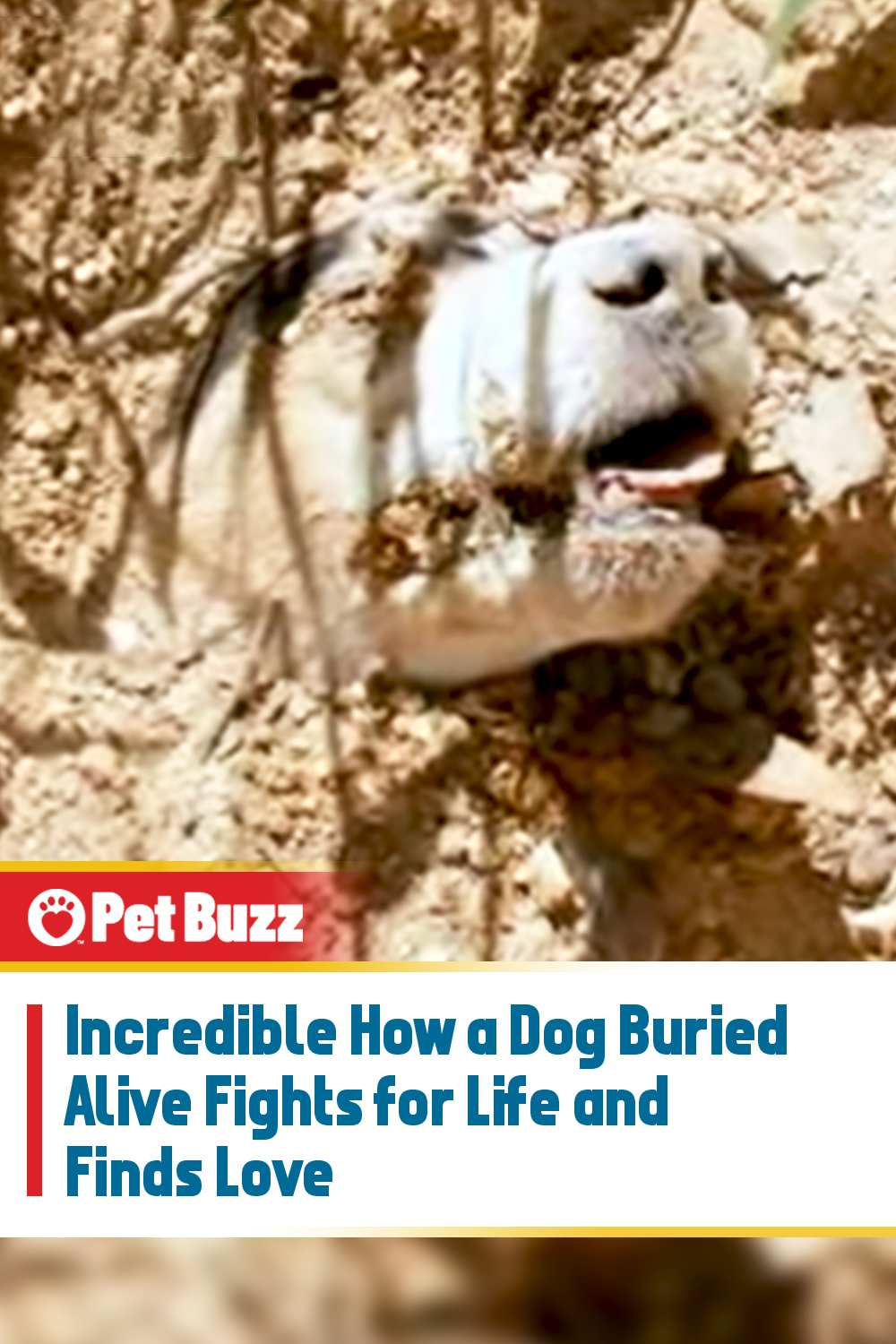 Incredible How a Dog Buried Alive Fights for Life and Finds Love