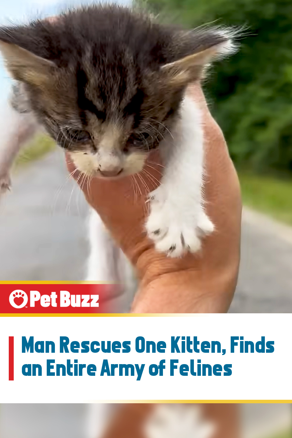 Man Rescues One Kitten, Finds an Entire Army of Felines