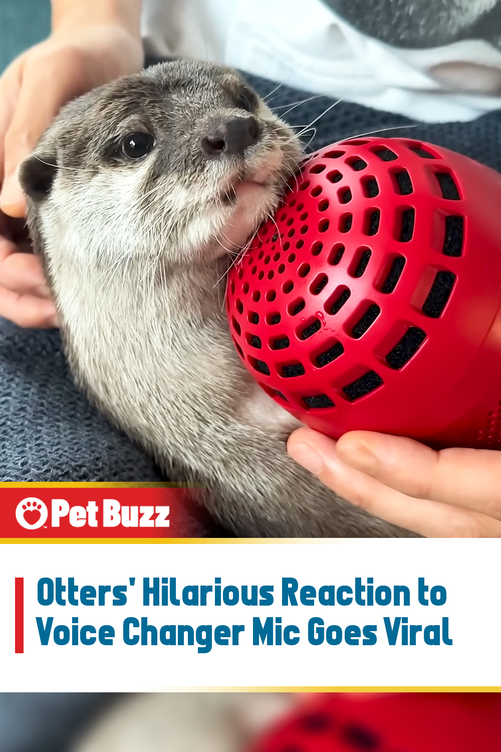 Otters\' Hilarious Reaction to Voice Changer Mic Goes Viral