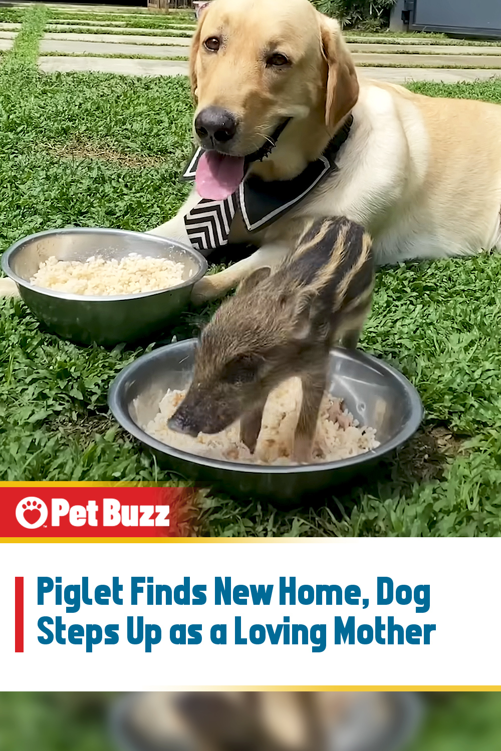 Piglet Finds New Home, Dog Steps Up as a Loving Mother