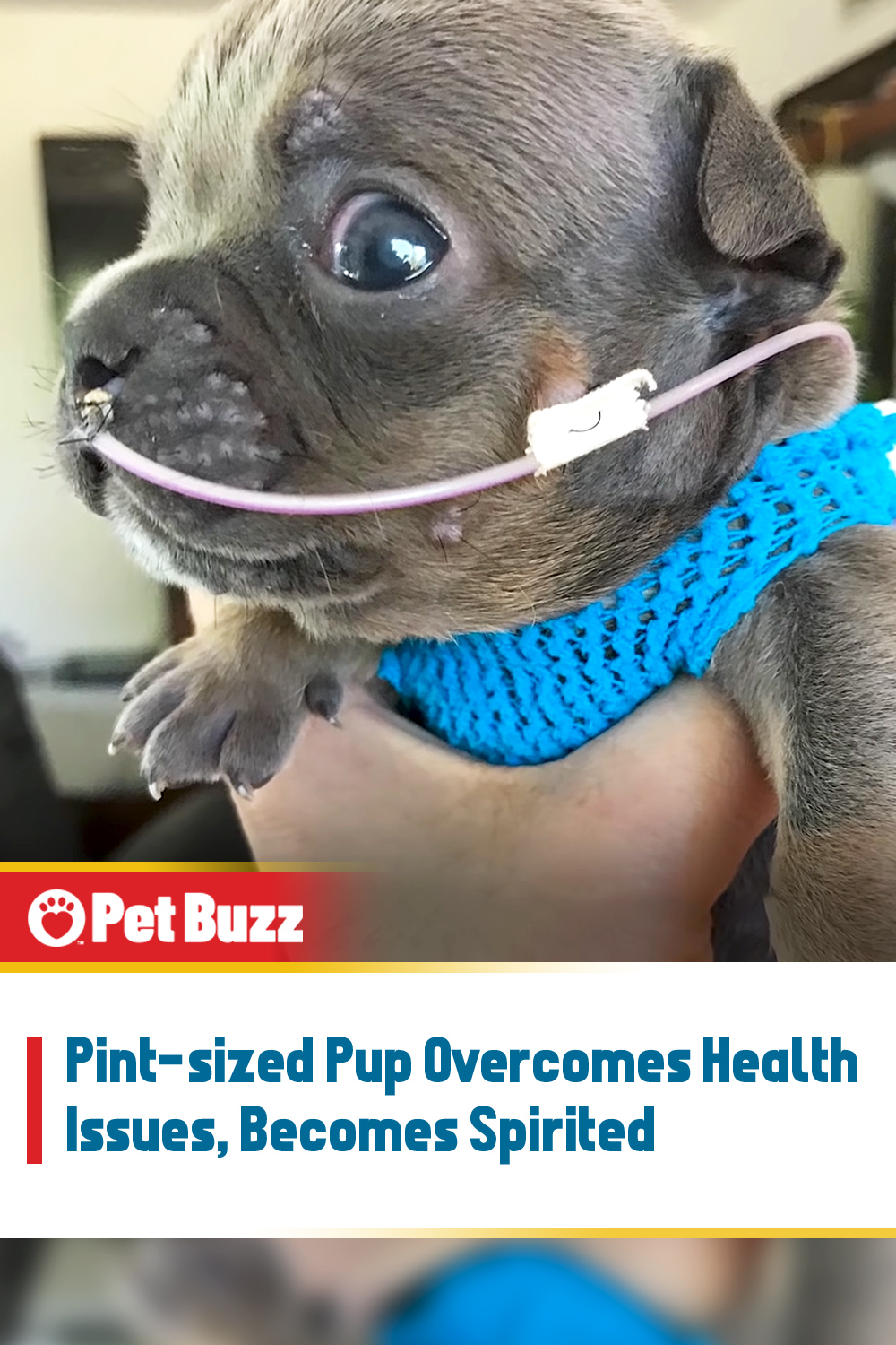 Pint-sized Pup Overcomes Health Issues, Becomes Spirited
