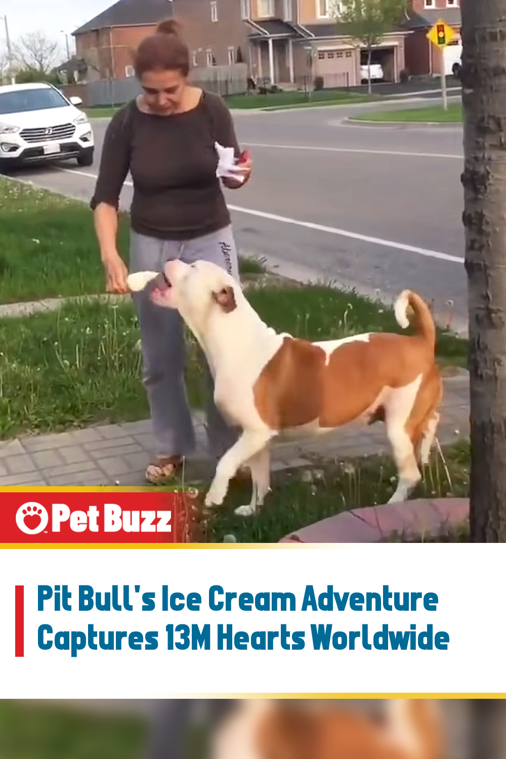 Pit Bull\'s Ice Cream Adventure Captures 13M Hearts Worldwide