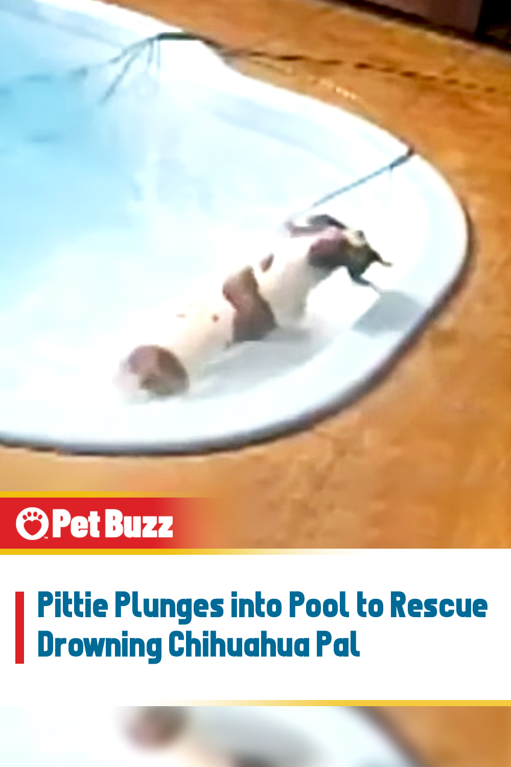Pittie Plunges into Pool to Rescue Drowning Chihuahua Pal