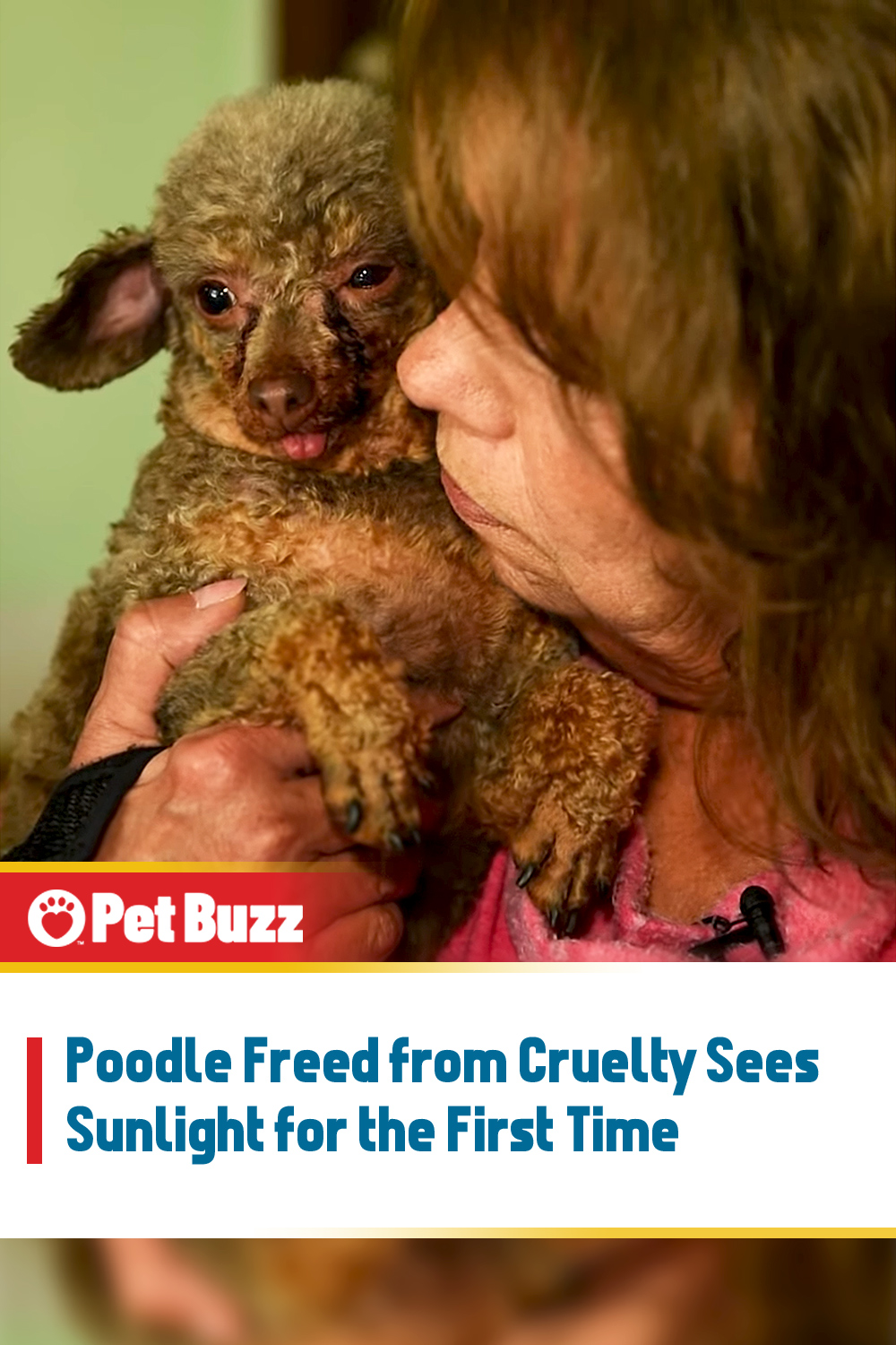 Poodle Freed from Cruelty Sees Sunlight for the First Time