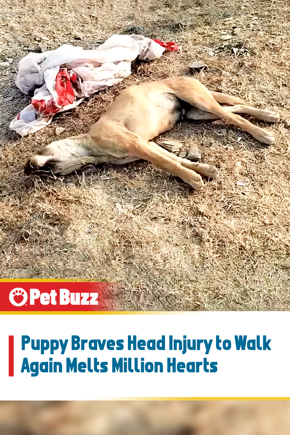 Puppy Braves Head Injury to Walk Again Melts Million Hearts