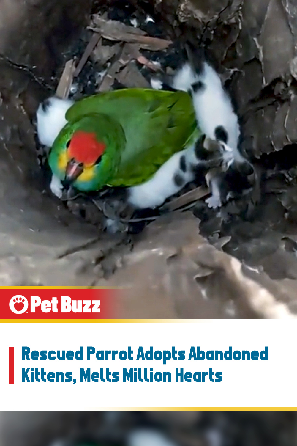 Rescued Parrot Adopts Abandoned Kittens, Melts Million Hearts