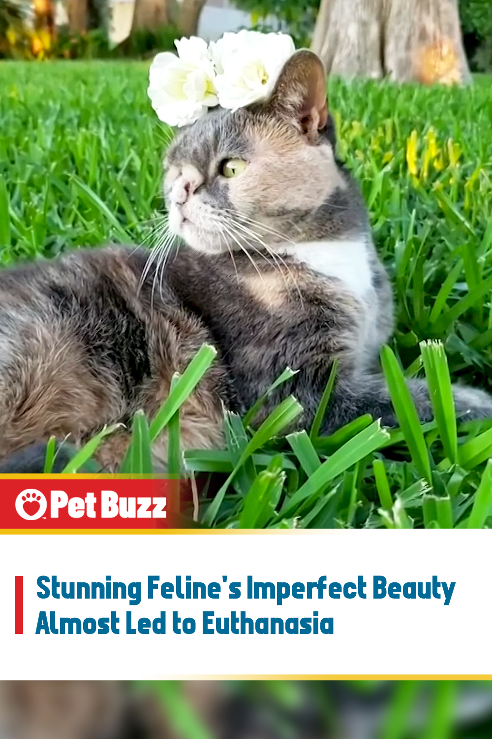 Stunning Feline\'s Imperfect Beauty Almost Led to Euthanasia