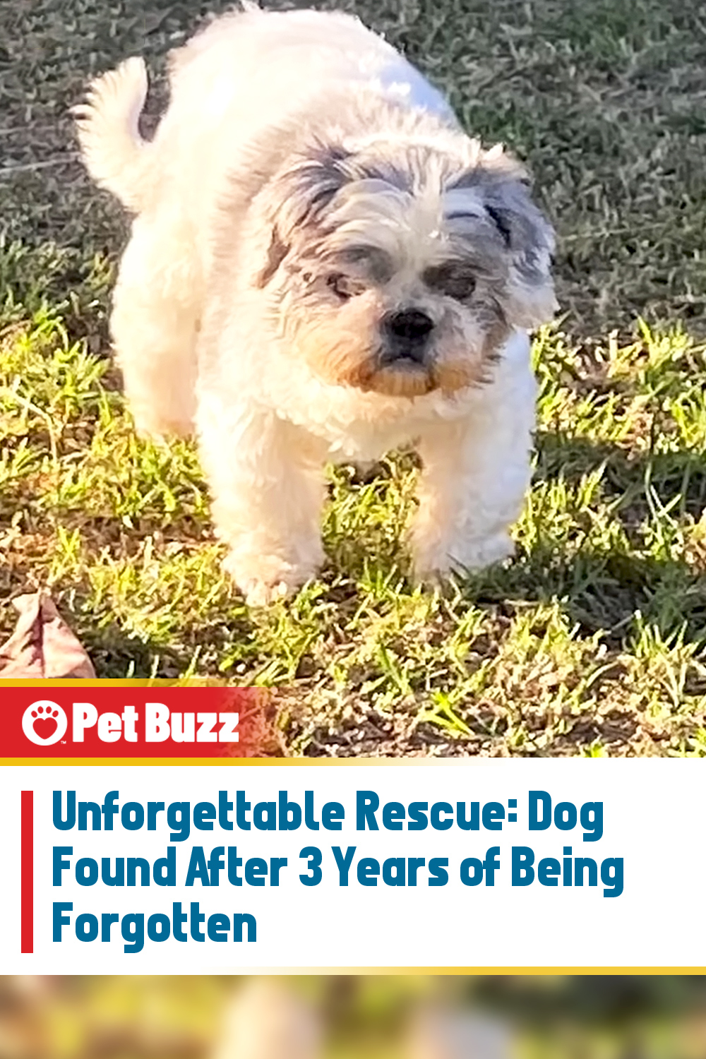 Unforgettable Rescue: Dog Found After 3 Years of Being Forgotten