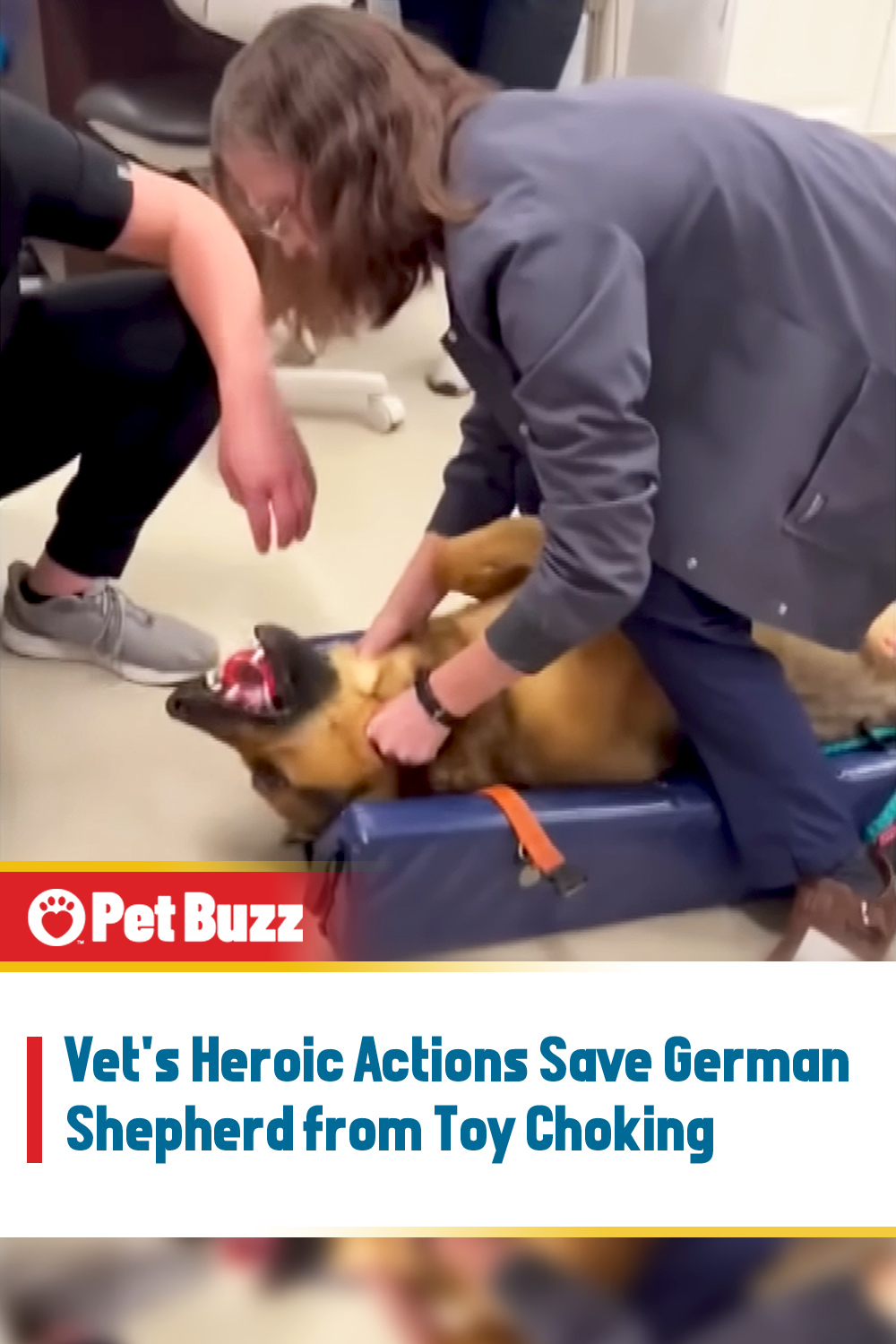 Vet\'s Heroic Actions Save German Shepherd from Toy Choking