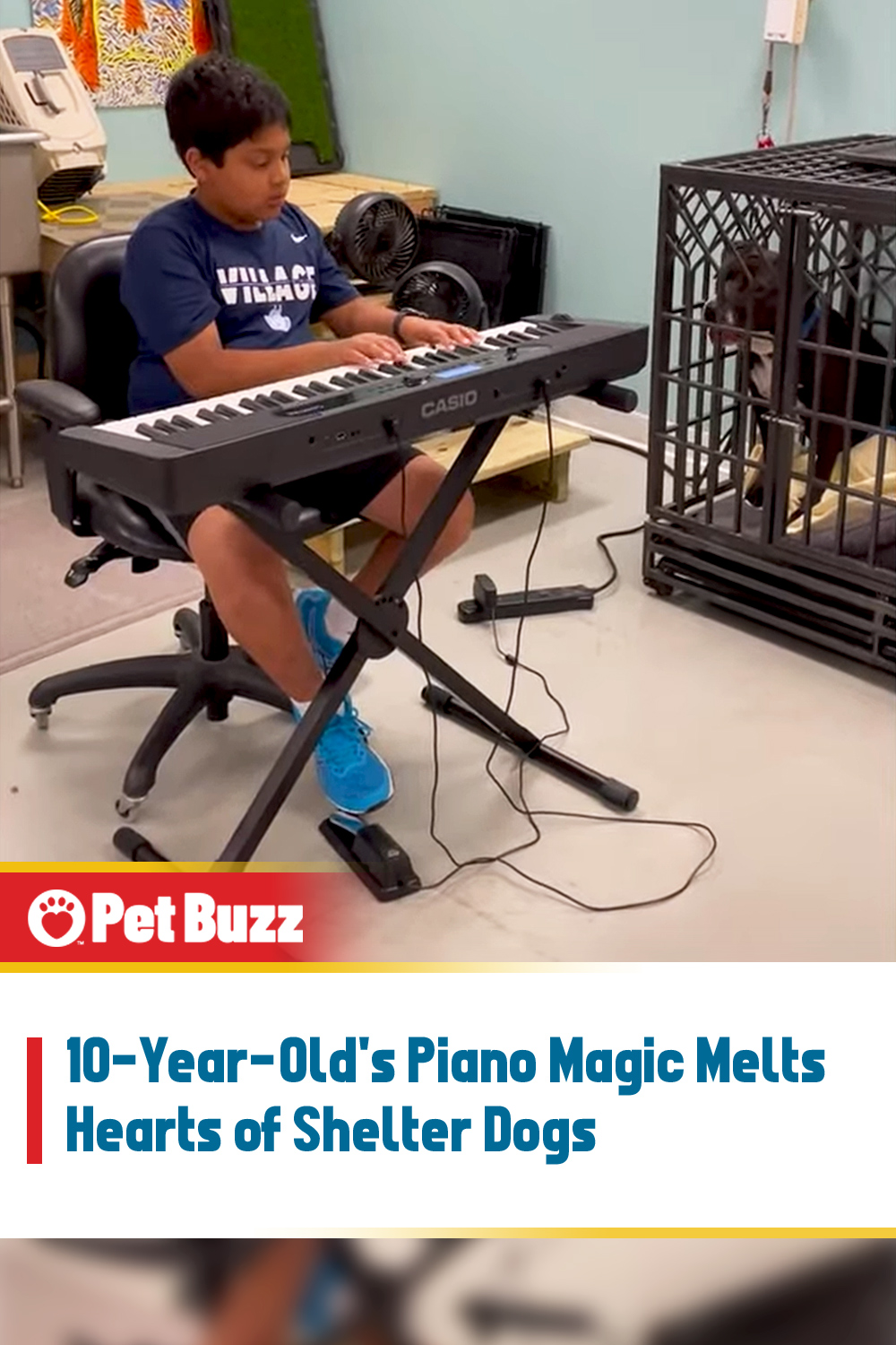 10-Year-Old\'s Piano Magic Melts Hearts of Shelter Dogs