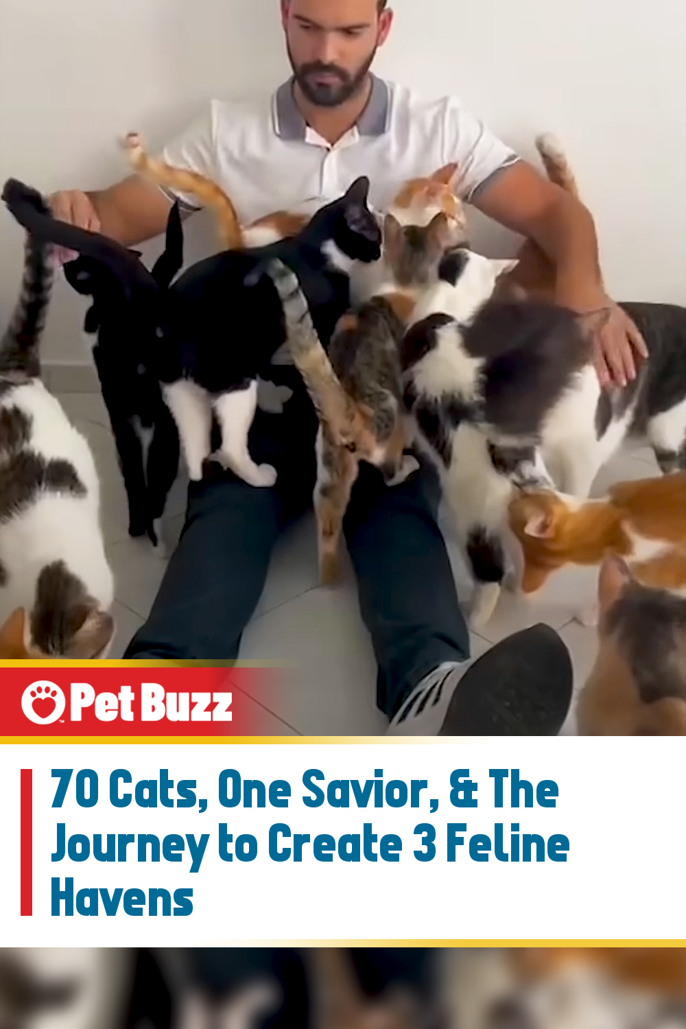 70 Cats, One Savior, & The Journey to Create 3 Feline Havens