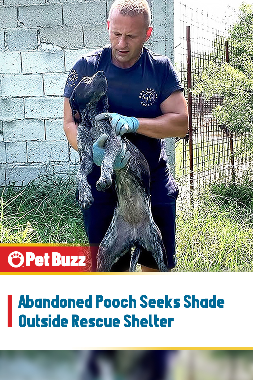 Abandoned Pooch Seeks Shade Outside Rescue Shelter