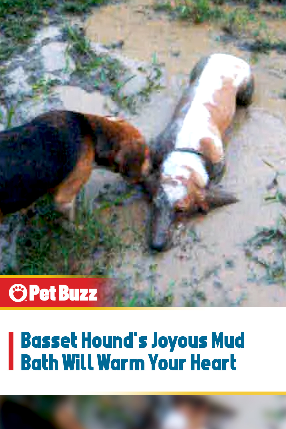 Basset Hound\'s Joyous Mud Bath Will Warm Your Heart