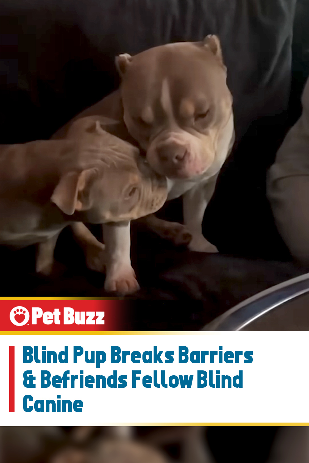 Blind Pup Breaks Barriers & Befriends Fellow Blind Canine