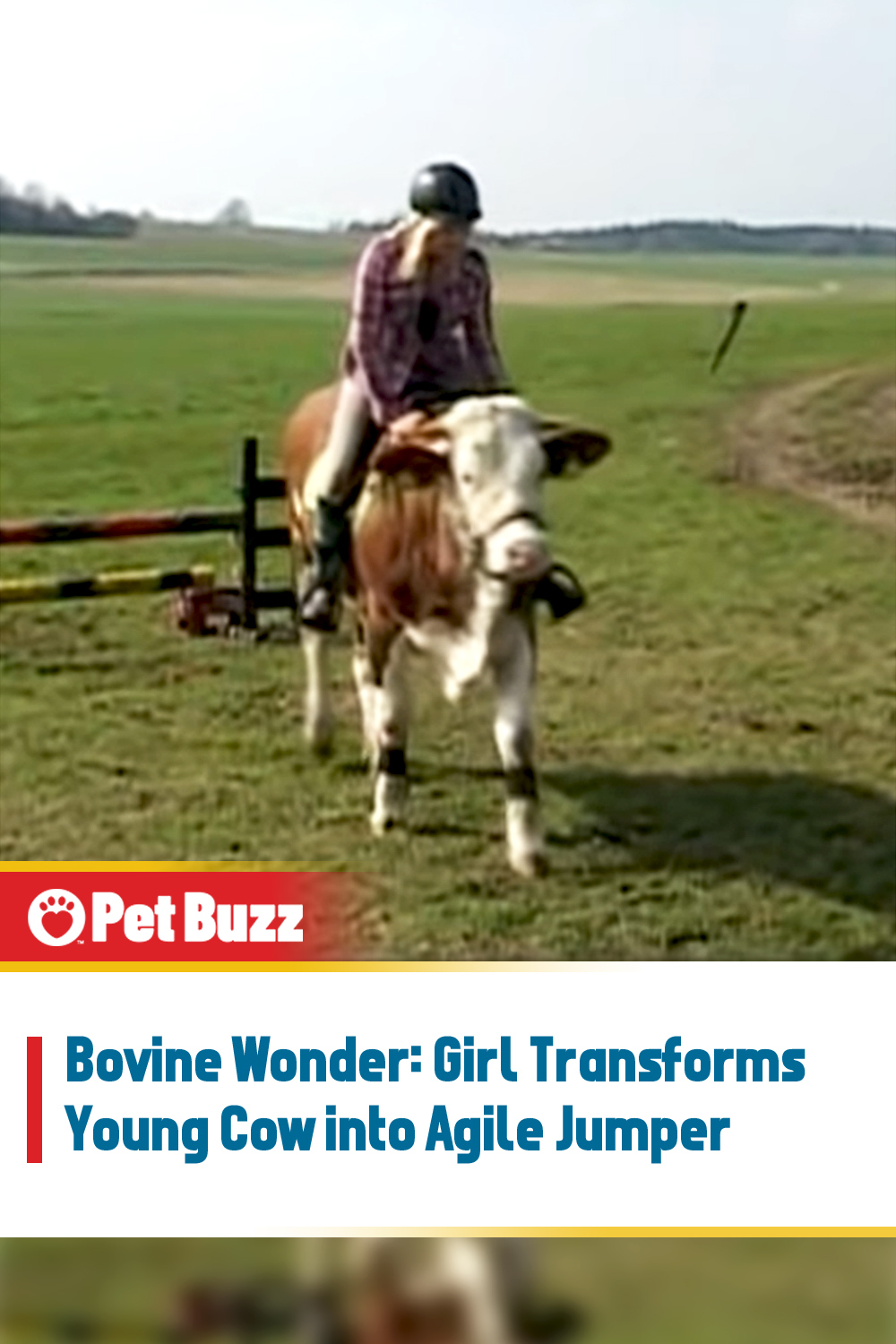 Bovine Wonder: Girl Transforms Young Cow into Agile Jumper