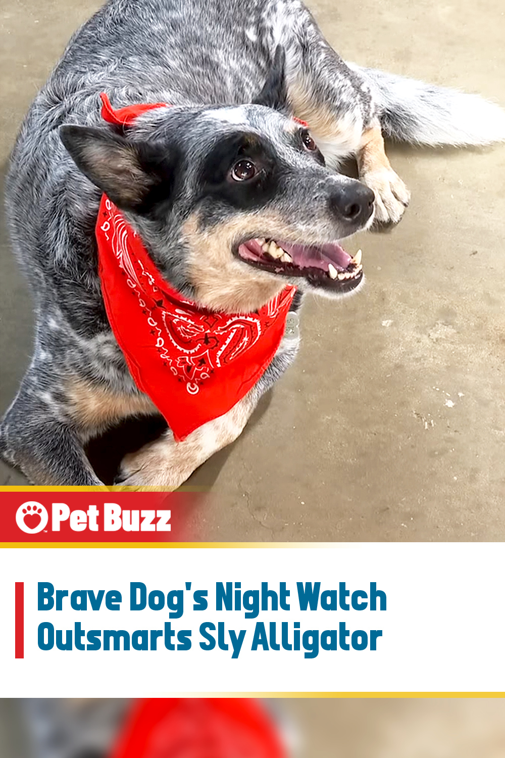 Brave Dog\'s Night Watch Outsmarts Sly Alligator
