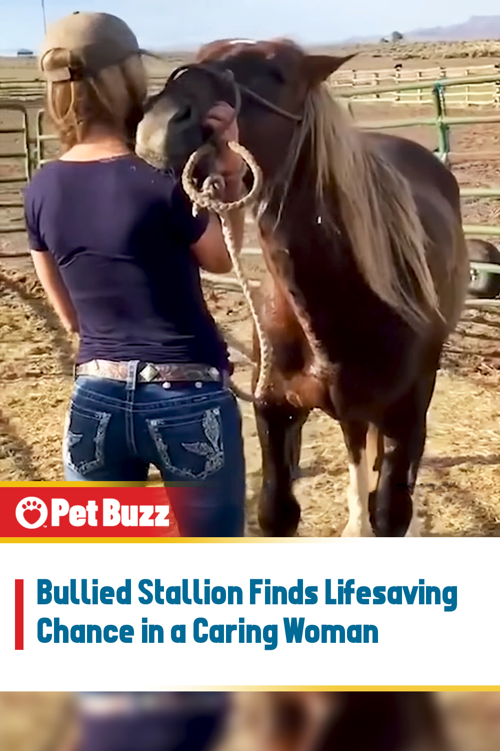 Bullied Stallion Finds Lifesaving Chance in a Caring Woman