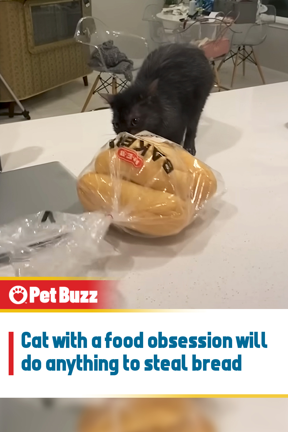 Cat with a food obsession will do anything to steal bread