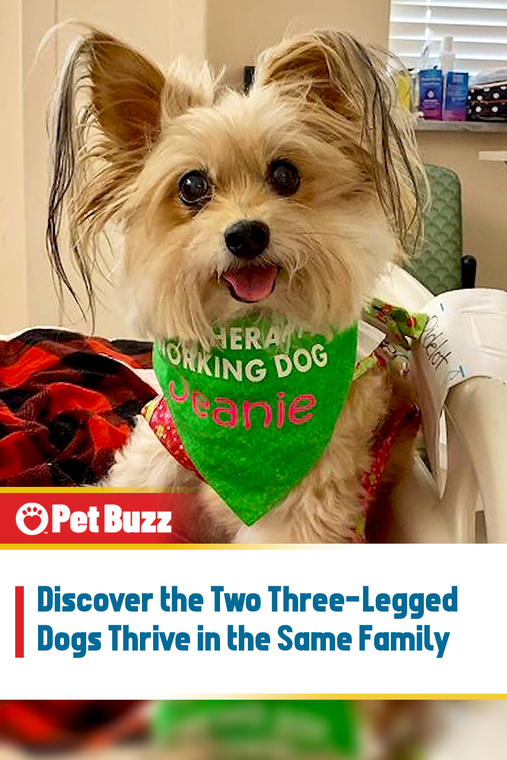 Discover the Two Three-Legged Dogs Thrive in the Same Family
