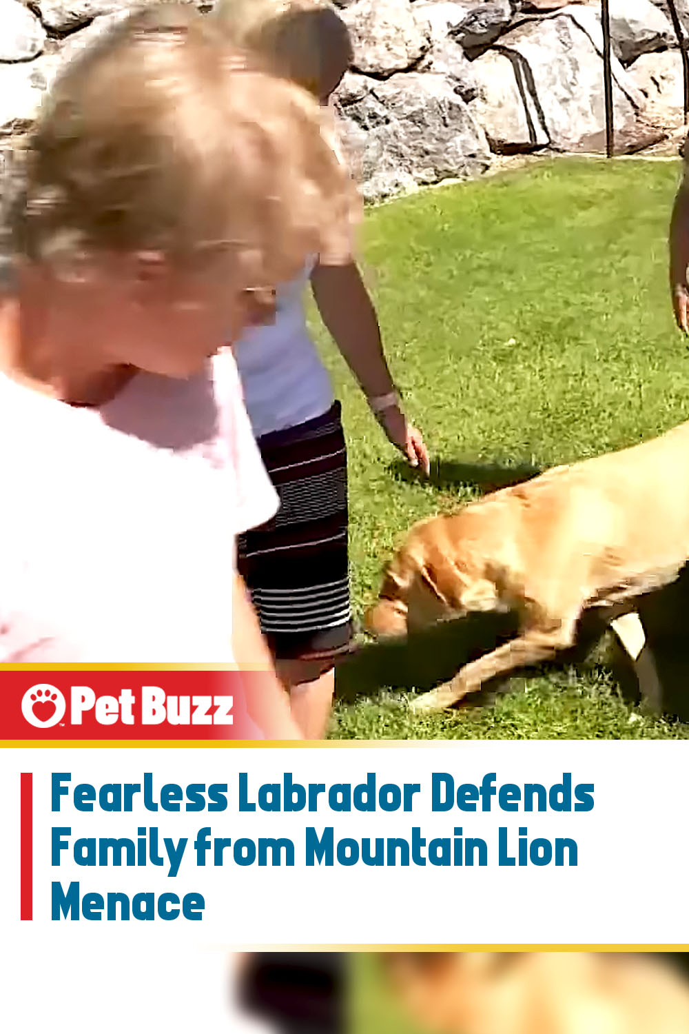 Fearless Labrador Defends Family from Mountain Lion Menace