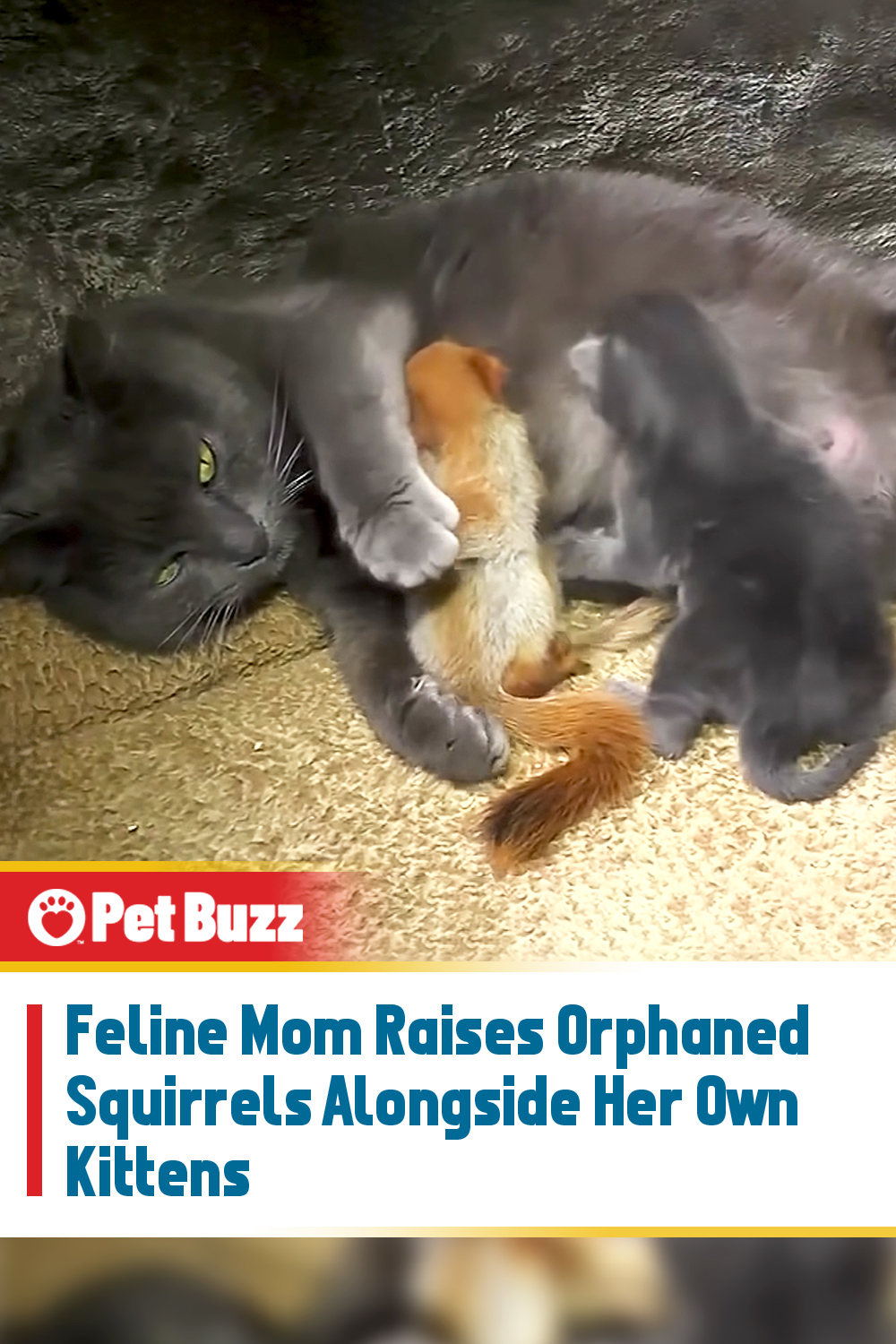 Feline Mom Raises Orphaned Squirrels Alongside Her Own Kittens